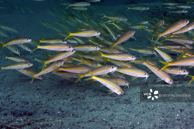 黄色山羊鱼群图片素材