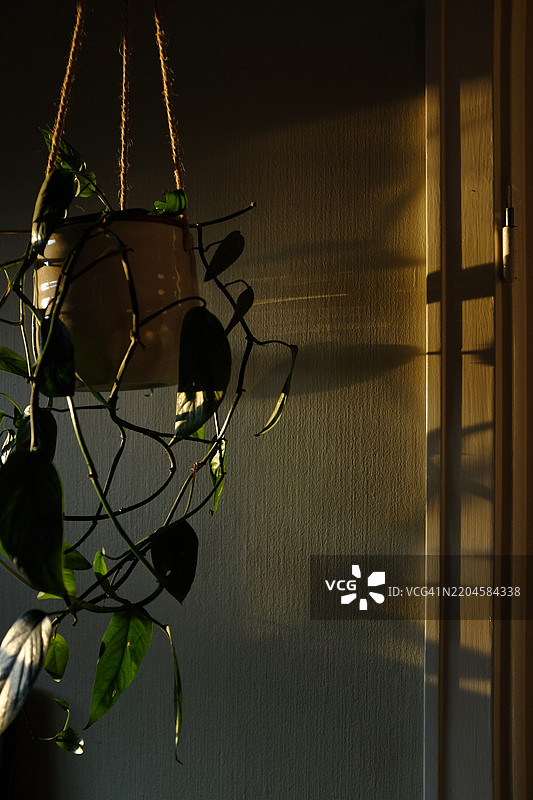 绿色植物悬挂在花盆中图片素材