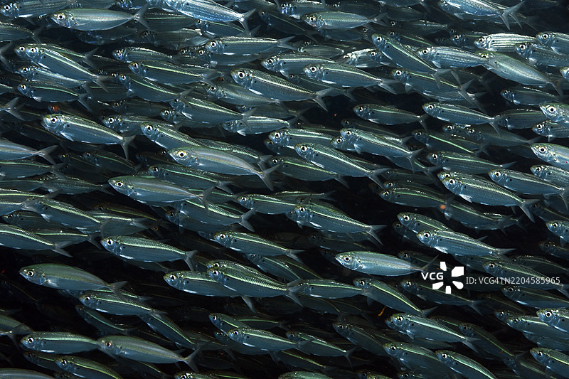 大眼鲻和假鲱鱼成群游动。图片素材
