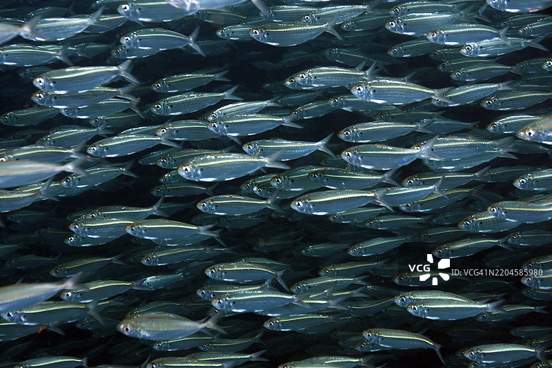 大眼鲻和假鲱鱼成群游动。图片素材