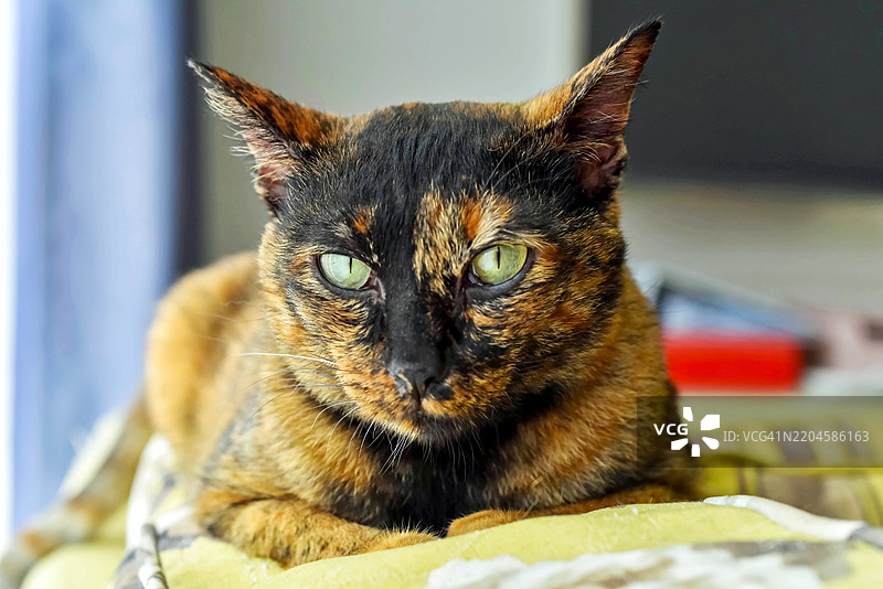 特写镜头下的玳瑁猫注视着镜头图片素材