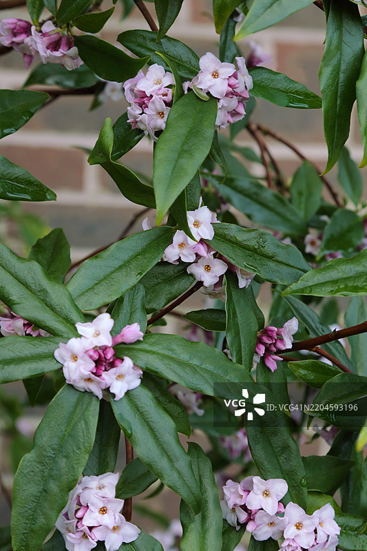 香气扑鼻的粉白色花朵盛开在香堇菜灌木上，英国家庭花园，英国。图片素材