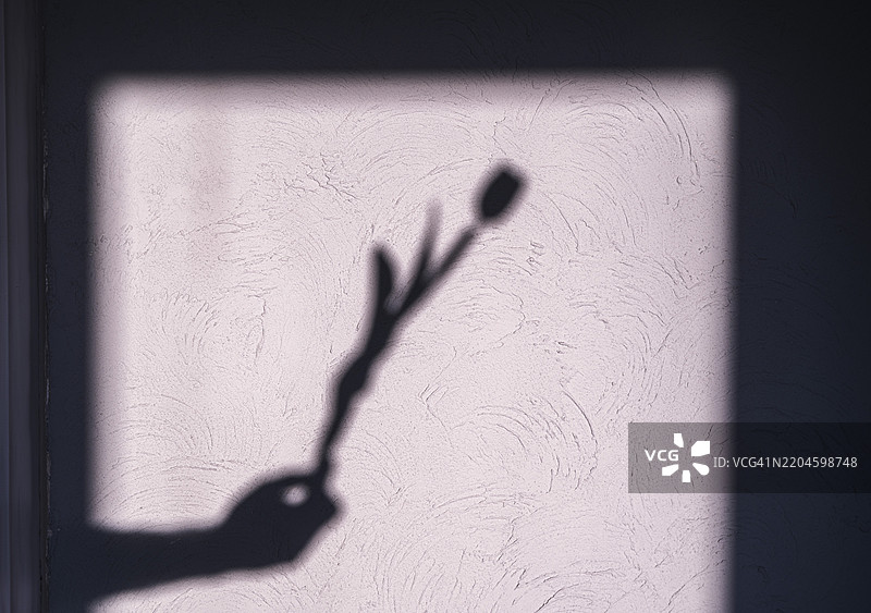 郁金香的影子在春天的环境中投射出优雅的轮廓，映在有纹理的墙面上图片素材