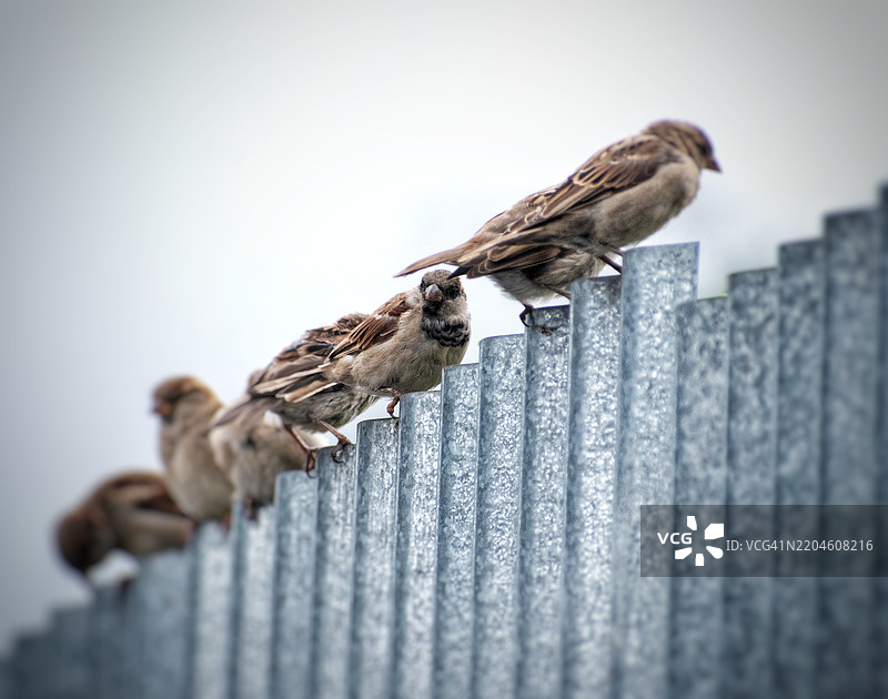 低角度视图，鸟儿栖息在栏杆上，背景是天空图片素材