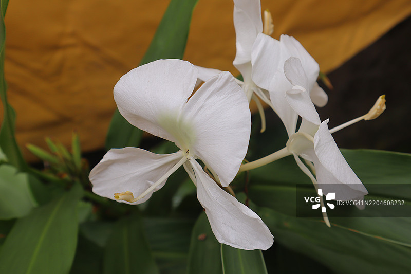 白姜花，白姜百合花图片素材