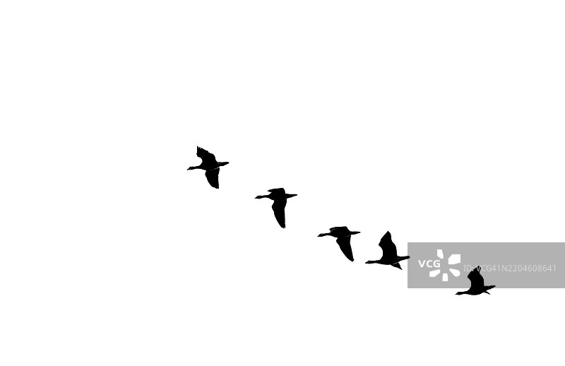 鸟群在晴朗天空中飞翔的剪影图片素材