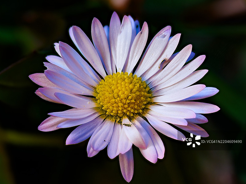 紫色花朵的特写镜头图片素材