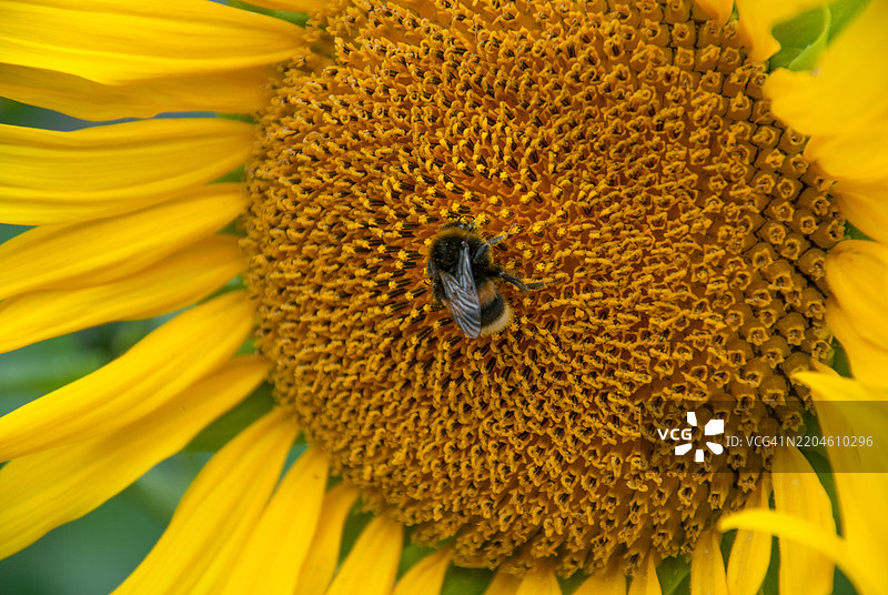 蜜蜂在向日葵上的特写镜头图片素材