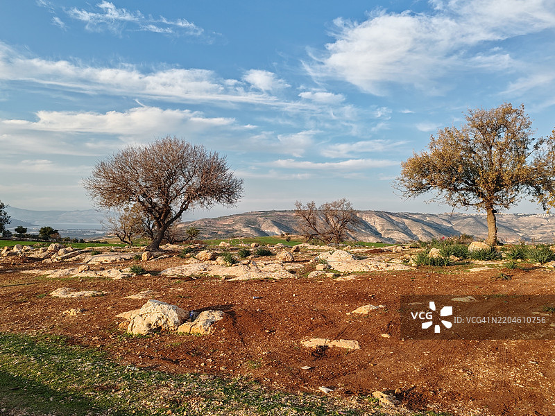 约旦伊尔比德天空下的田野树木图片素材