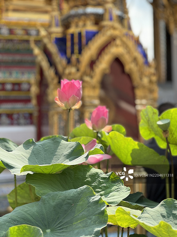 曼谷，泰国的莲花特写图片素材