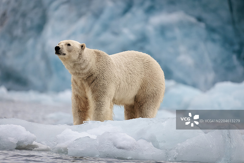 一只北极熊在行走图片素材