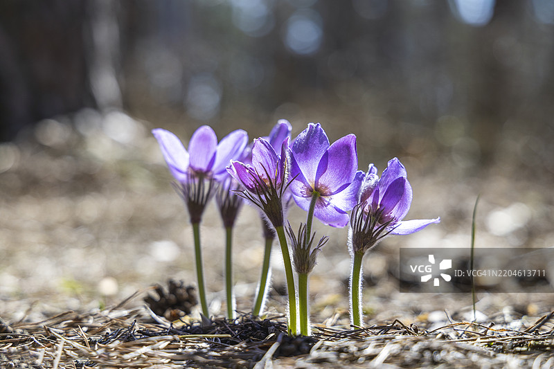 春季森林中盛开的紫色毛茛花图片素材