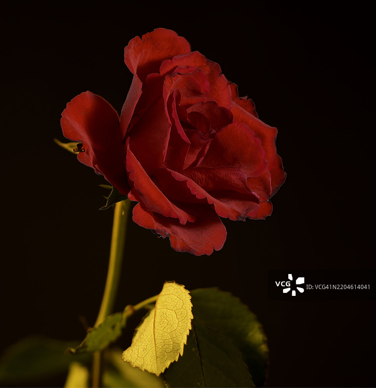 我很美，所以大家都想要我。图片素材