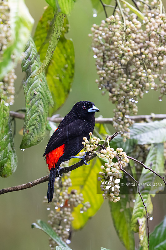 猩红臀雀（Ramphocelus passerinii）是一种鸣禽。图片素材