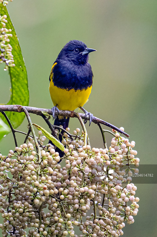 黑头黄鹂，Icterus prosthemelas，黄鹂科，在雨中图片素材