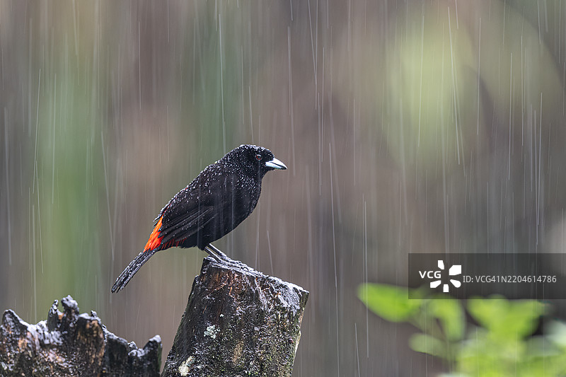 蓝喉歌鸲栖息在木头上的特写镜头图片素材