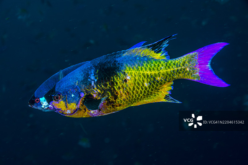 克里奥尔鱼图片素材