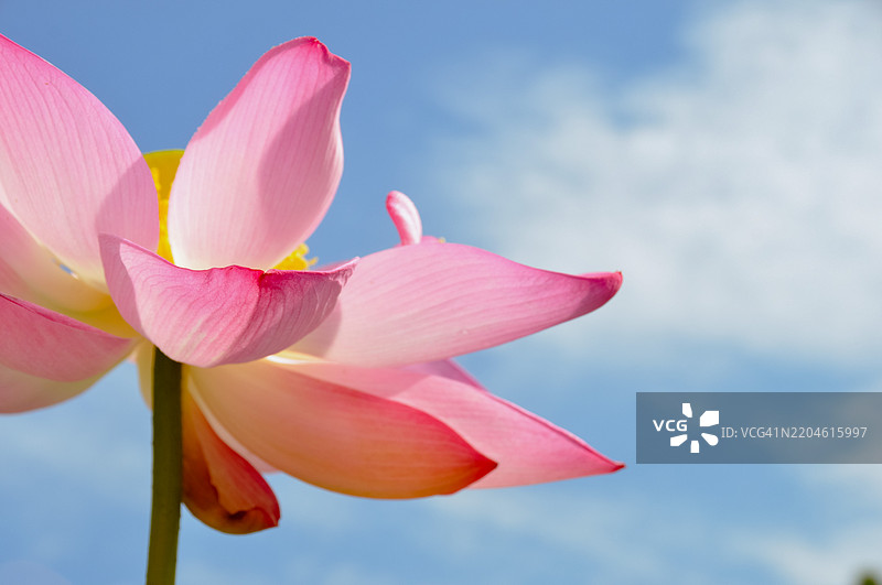 粉色睡莲特写，背景为天空，华盛顿特区，美国图片素材