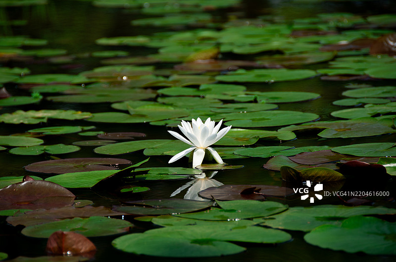 华盛顿特区湖中的莲花特写， 美国图片素材