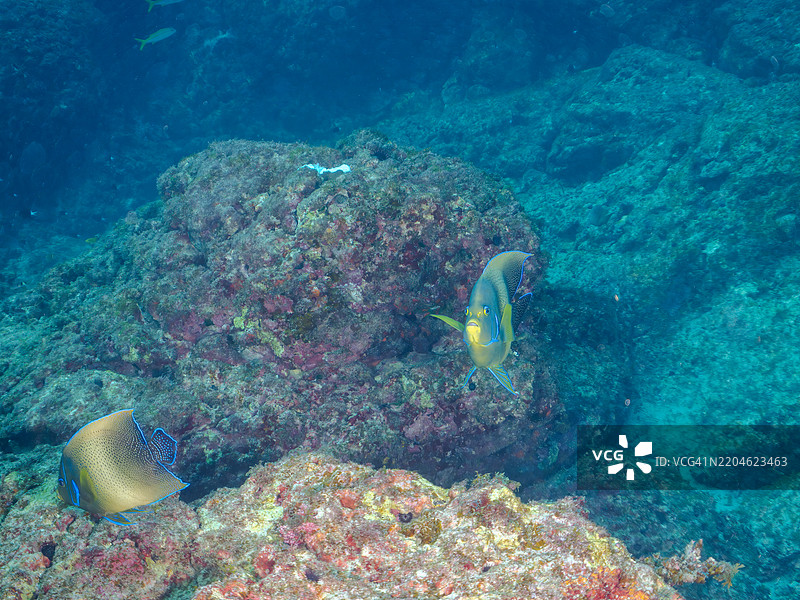 美丽而大型的斑马天使鱼（Pomacanthus semicirculatus）及其他鱼类。图片素材