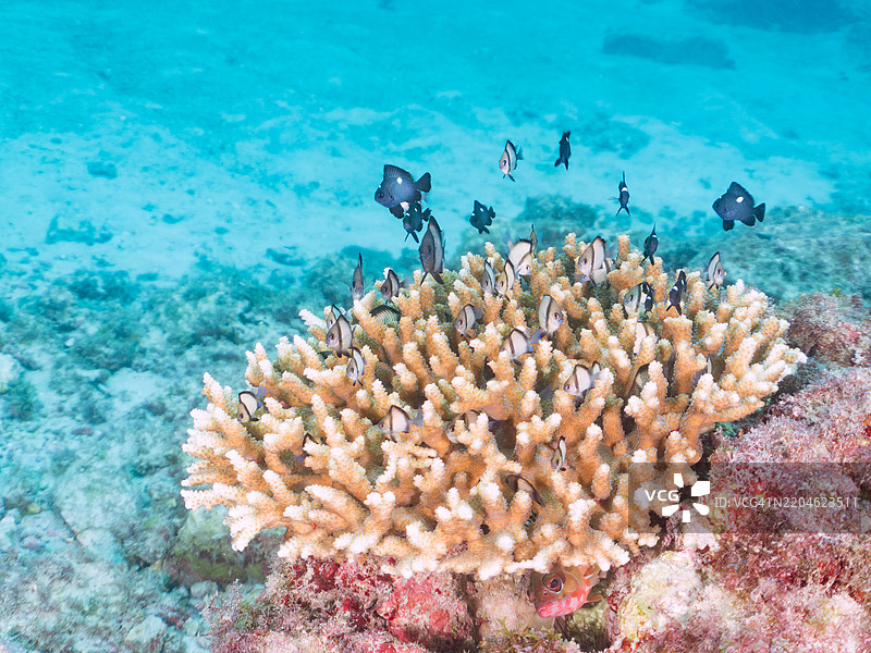 珊瑚跃出水面。美丽的桌状珊瑚和一群可爱的幼年蓝绿小丑鱼（Chromis viridis）、蓝绿小丑鱼、网状小丑鱼（Dascyllus reticulatus）、三点小丑鱼（Dascyllus trimaculatus）等。图片素材