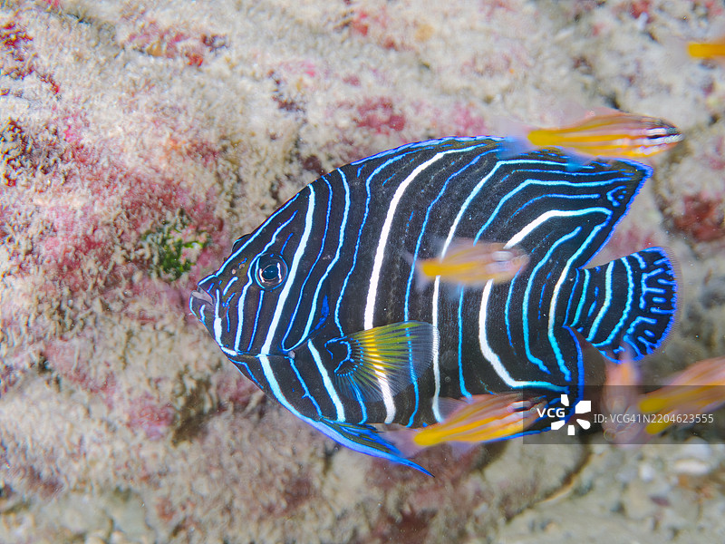 美丽而大型的斑马天使鱼（Pomacanthus semicirculatus）及其他鱼类。一群美丽的幼年南方橙线红雀鱼（Ostorhinchus properuptus）和其他幼鱼。图片素材