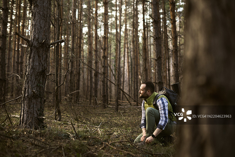 一位中年男性摄影师在美丽的松树林中探索和观察自然。图片素材
