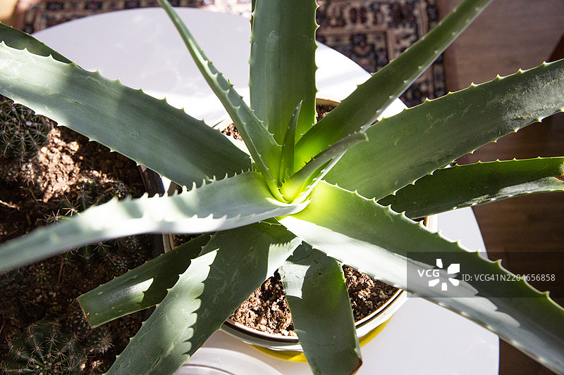 芦荟植物，芦荟，巴巴多斯芦荟室内植物图片素材