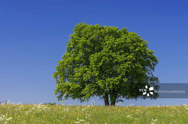 草地上的酸橙树，春天。德国巴伐利亚州阿尔高地区，欧洲。图片素材