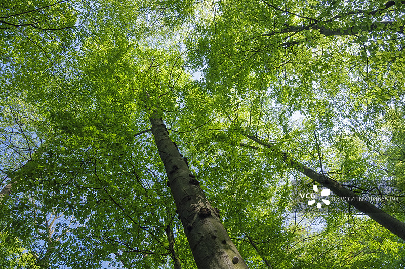 森林中的树冠景观。德国图林根州海尼希国家公园，欧洲。图片素材
