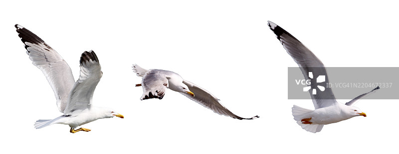 孤立在白色背景上的海鸥图片素材