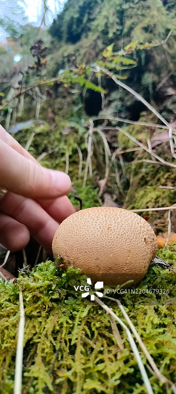 一只人手正在采集生长在苔藓上的普通地球球菌（Scleroderma citrinum）图片素材