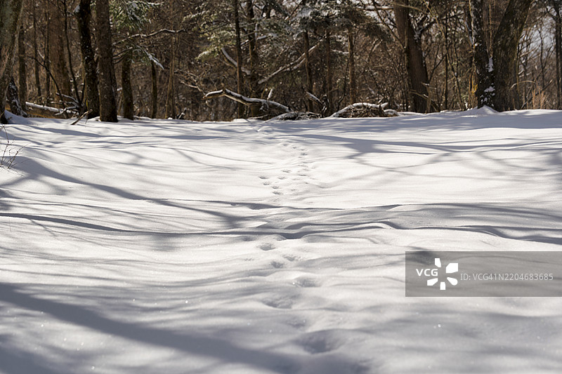 雪地森林空地上的动物足迹图片素材
