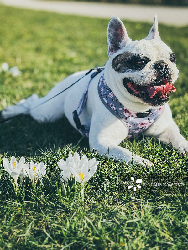 法国斗牛犬在春天盛开的番红花中休息图片素材