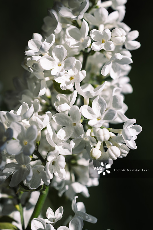 盛开的白色丁香花图片素材
