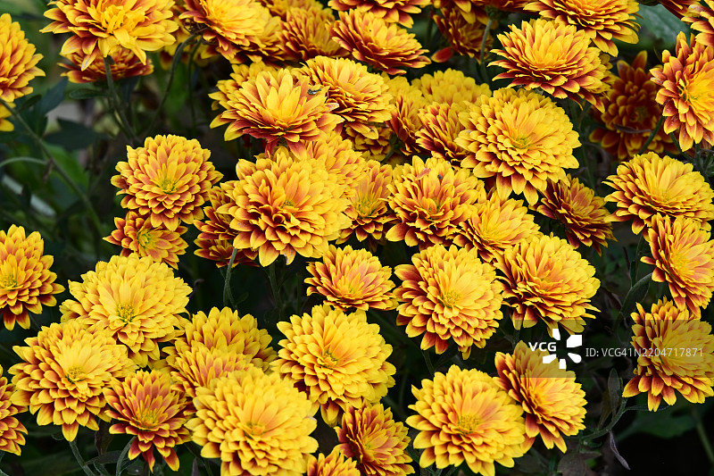 非常美丽的五彩斑斓的秋季花朵特写视图图片素材