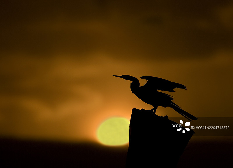 鸟在橙色天空下栖息在木头上的剪影图片素材