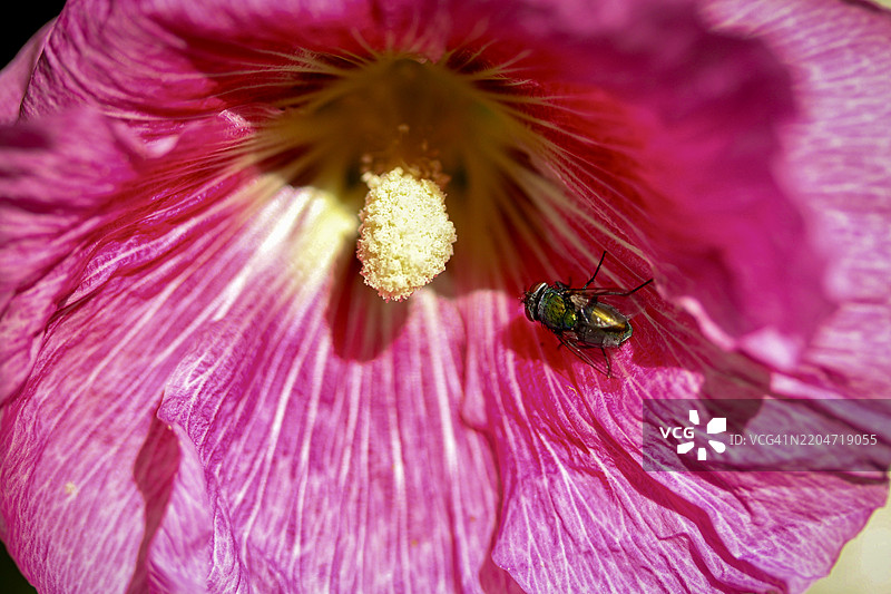 昆虫在花朵上的特写镜头图片素材