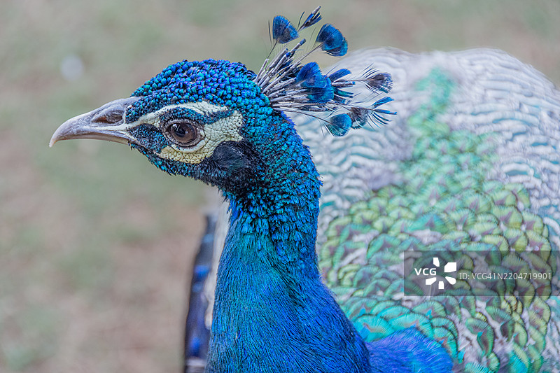 孔雀特写图片素材