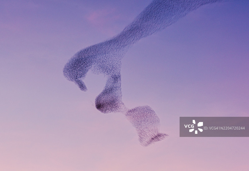 星鸲群舞图片素材