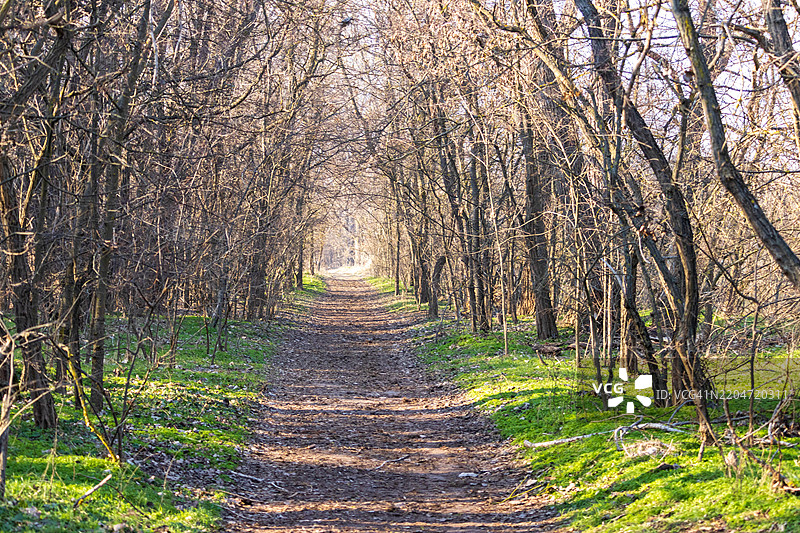 秋天森林中的树木图片素材