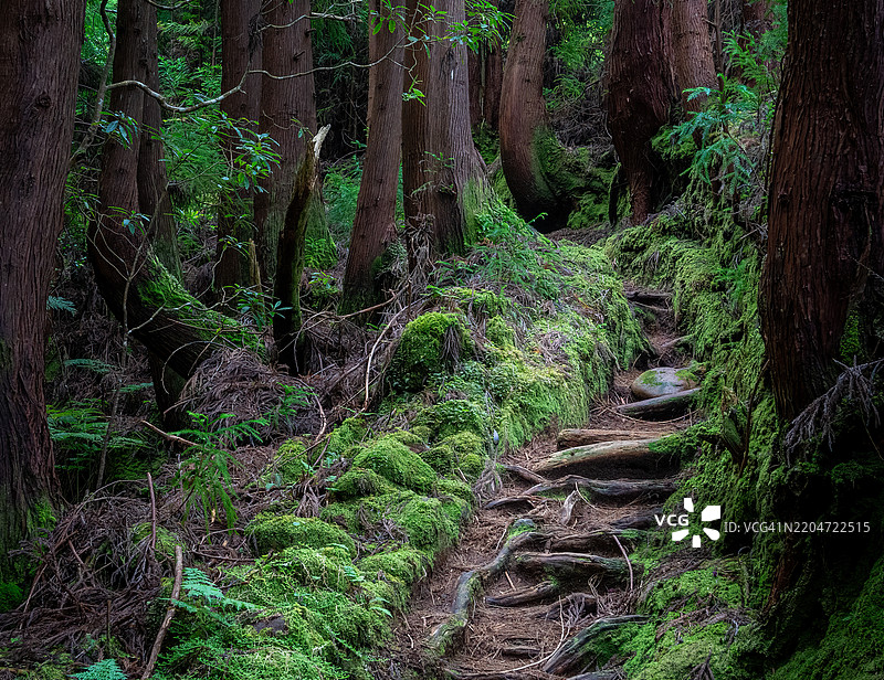 森林中的树木图片素材