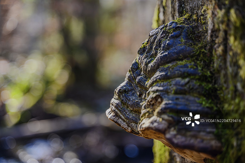 在上巴伐利亚的霍尔巴赫谷，生长在苔藓覆盖的树干上的树木真菌图片素材