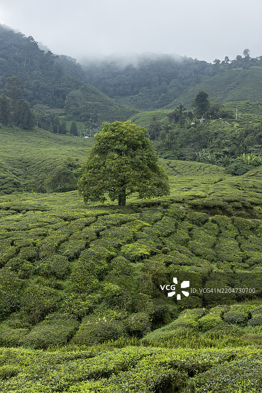 博茶茶园的风景，马来西亚，金马伦高原，东南亚，亚洲图片素材