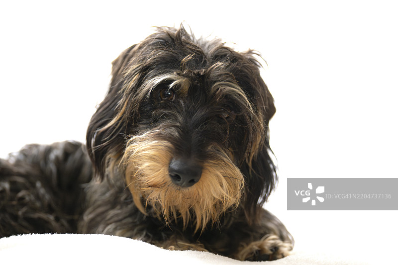 粗毛腊肠犬，母犬，动物肖像，斯图加特，巴登-符腾堡州，德国，欧洲图片素材