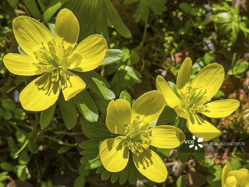 冬季小黄花，冬季小黄花，较小的冬季小黄花，南欧冬季小黄花，克诺布尔花，克诺布尔（Eranthis hyemalis）图片素材