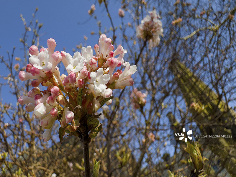 芳香雪球（香雪球）图片素材