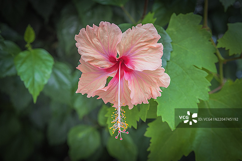 木槿花图片素材