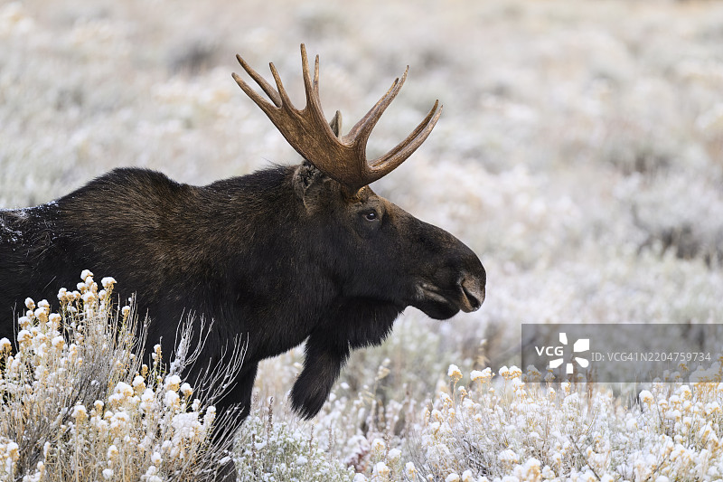 雄伟的公驼鹿，阿尔克斯·阿尔克斯图片素材