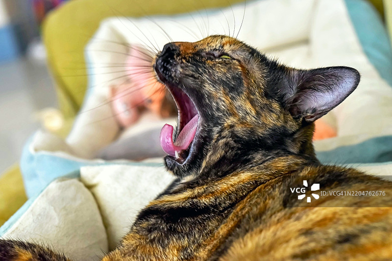 侧面视角的打哈欠的玳瑁猫图片素材